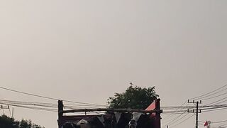 Cara Angkut Sapi di Indonesia