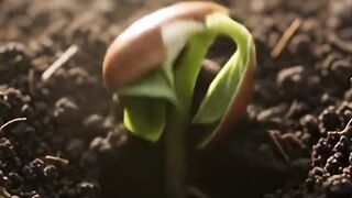 Life's Journey