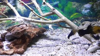 Pesona Ikan Golden Molly, Ikan Hias Cantik Penghias Aquascape! 🌟