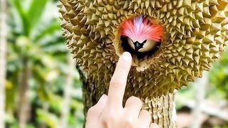The Bird with a Feather Crown