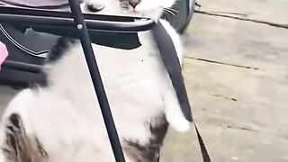 Compilation of Cute and Funny Cats Above: A Collection of Hilarious Antics of Cute Cats that Will Make You Unable to Hold Back Your Laughter!