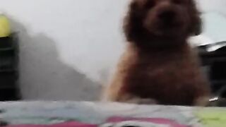 My cute dog 2