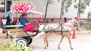 Delman is a traditional horse-drawn carriage from Indonesia.