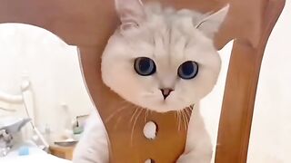 Tingkah Lucu dan Random Para Kucing yang  Bikin Gemes!  * Kompilasi Kucing Lucu: Ada yang Mungil, Ada yang Jahat!