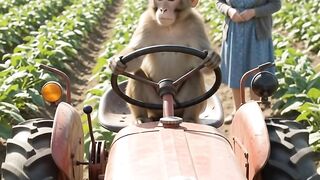 Monkey drive tractor