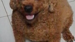 My dog loves to keep an eye on me