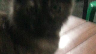 Clingy Cat, Kucing Manja