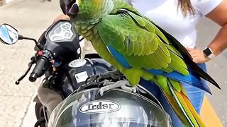 _Com essa cara de quieto... mas sei de todas as fofocas do bairro._ 🤫🦜 2