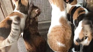 cutie cat 2