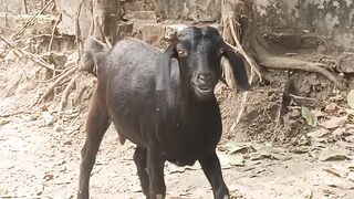 ছাগলের মুখে গল্প শুনতে মজাই লাগল।