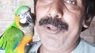 Love to Birds