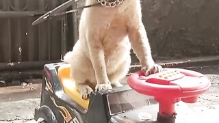 Aura Farming Cat