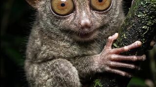 This Tiny animal has HUGE Eyes! 😳