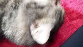 Playing with Tabby Cat
