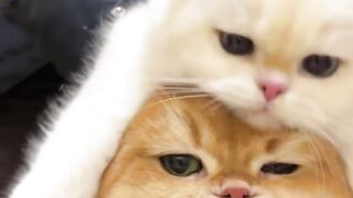 Cute Cats 26