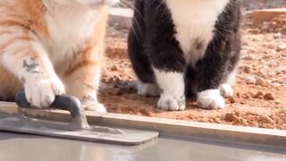 Kucing marah 2