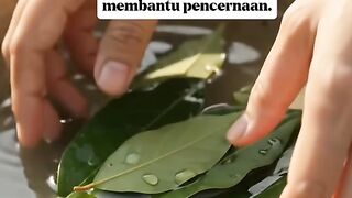 Daun salam buat kesehatan