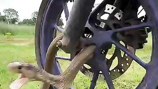 Snake got stuck in a wheel