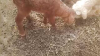 Sheep babies