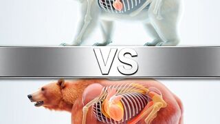 Ours polaire VS Grizzly 🐻‍❄️🐻 Qui est le plus incroyable à l'intérieur ?