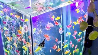 Beautiful Fish 6