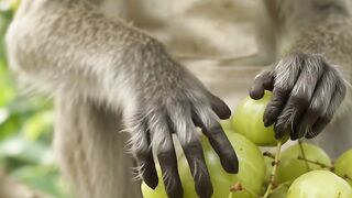 ASMR Monkey Eating Super Sour Star Gooseberry 🟢 | Satisfying Crunchy Sounds