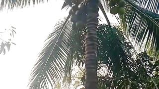 Amazing plucking coconut