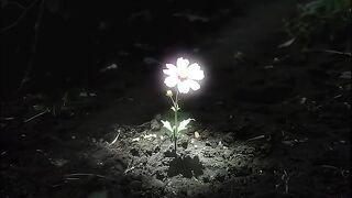 Delicate Pink Flower Illuminated in a Dark Garden at Night