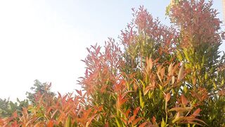 Beautiful Red Shoot Plant | Stunning Red Leaves in the Morning
