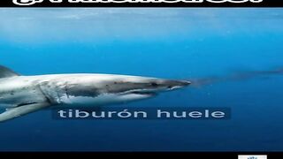 ¿Es verdad que los tiburones detectan tu sangre a kilómetros?