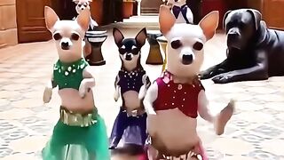 Funny Chihuahuas Doing Belly Dance! 💃🐕 #shorts