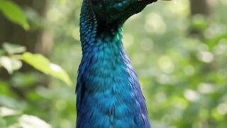 Meet the Peacock 🦚 | Nature’s Living Masterpiece! | Amazing Peacock Facts