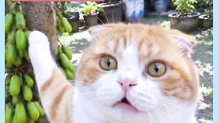 VEJÁ GATO TAPIOU OUTRO