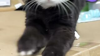 catfunny 2