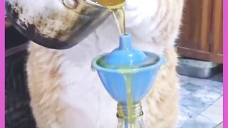 VEJÁ GATO MUITO MALUCO