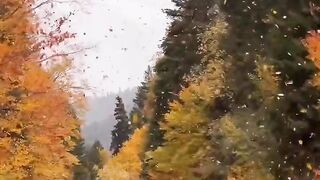 Beautiful Maple Trees