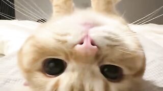 cutee 5