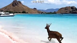 Full day trip from Labuan Bajo, Indonesia