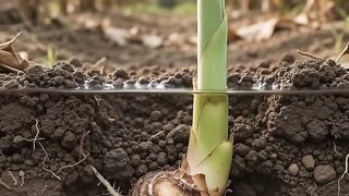 Banana Plant Growth Time Lapse 🍌🌱 | From Tiny Shoot to Lush Plant