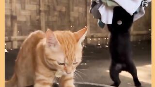 OLHA AI GATA LAVANO ROPAS