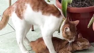 Funny cats 130
