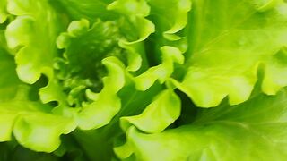 Sayur sehat