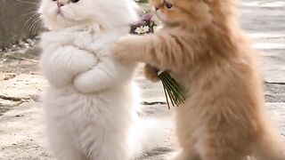 funny kittens video