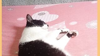 GATA LARGADA NA CAMA