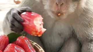 monkey eating fruits