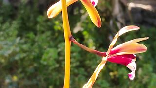 Orchid in my Garden