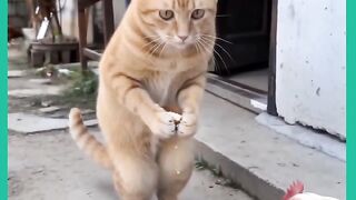 GATO MUITO INTELIGENTE 2