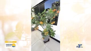 frutas e dieta