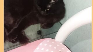 GATA MELTEM A PANTERA NEGRA