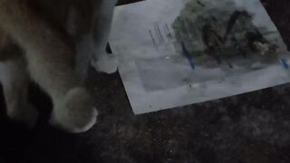 Cute cat 149